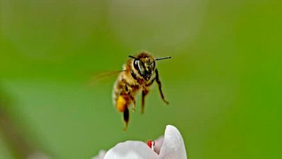 Así es como un colombiano está triunfando en National Geographic y Disney hablando sobre bichos noticias imagen