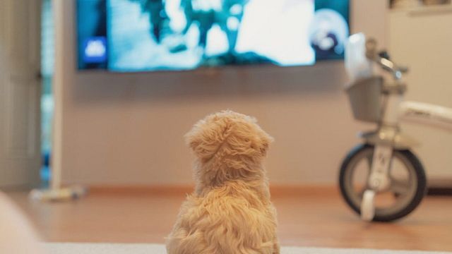 Netflix Colombia: 8 películas que puedes ver este fin de semana con tu perrito noticias imagen